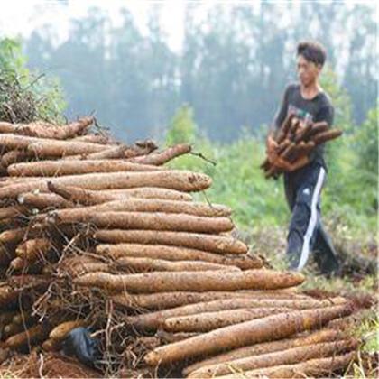 山药嘴子今日行情最新消息,山药嘴子长是什么原因
