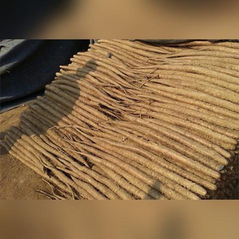 山药嘴子今日行情最新消息,山药嘴子长是什么原因